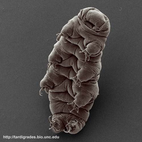 Hypsibius dujardini Hypsibius dujardini by Goldstein lab tardigrades via Flickr