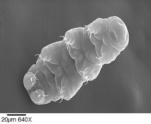 Hypsibius dujardini Hypsibius dujardini scanning electron micrograph of the ta Flickr