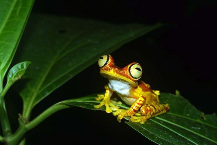 Hypsiboas Hypsiboas picturatus Understory Enterprises