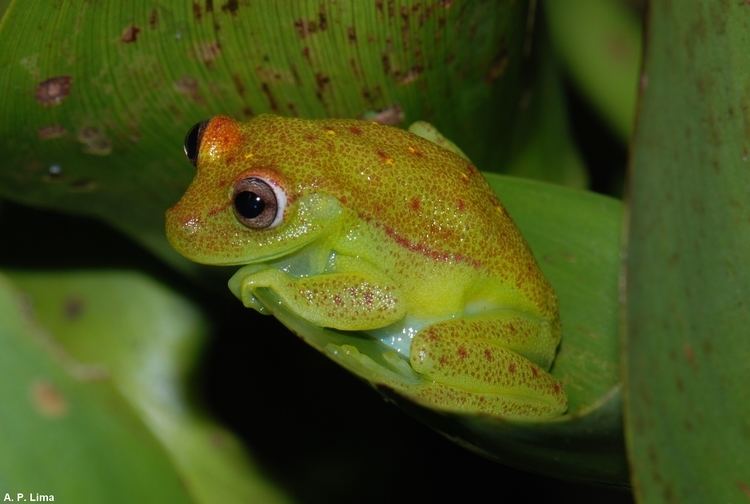 Hypsiboas Hypsiboas punctatus ppbioinpagovbrinicio