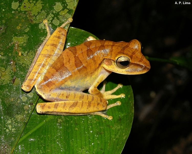 Hypsiboas Photos of species ppbioinpagovbrinicio