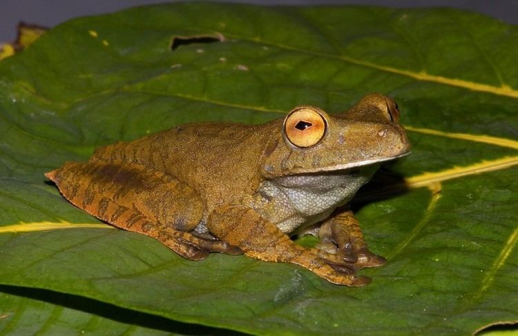 Hypsiboas Hypsiboas Wikipedia la enciclopedia libre