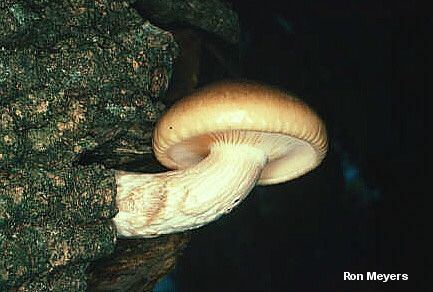 Hypsizygus Hypsizygus ulmarius MushroomExpertCom