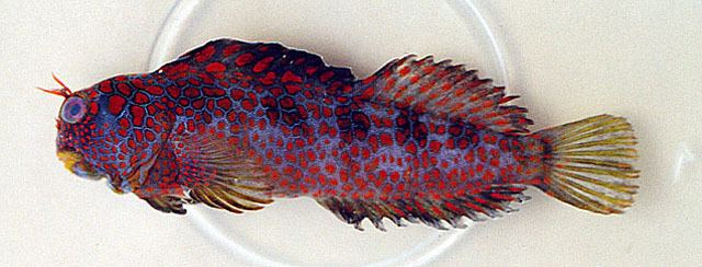 Hypsoblennius Fish Identification