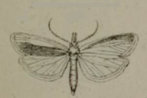 Hypsotropa ichorella