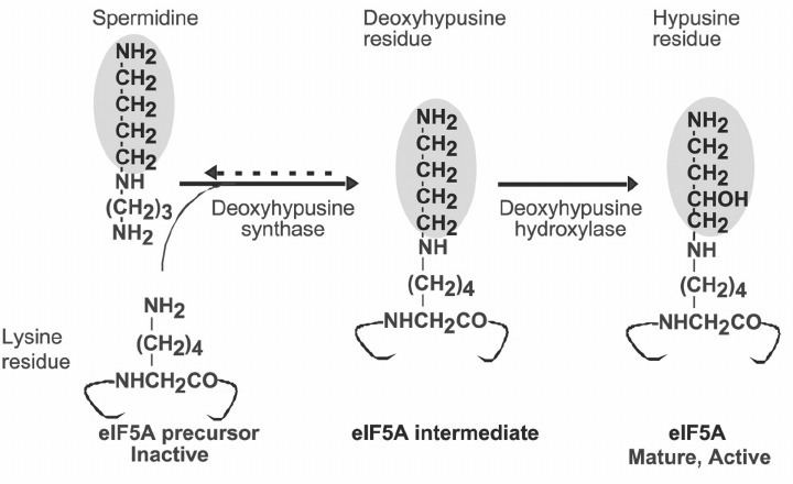 Hypusine Scheme of hypusine biosynthesis in eIF5A Figure 1 of 5