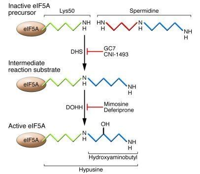 Hypusine JCI Revisiting an old acquaintance role for eIF5A in diabetes