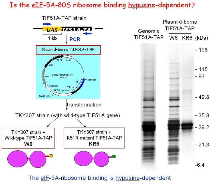 Hypusine Is the eIF5A 80S ribosome binding hypusinedependent