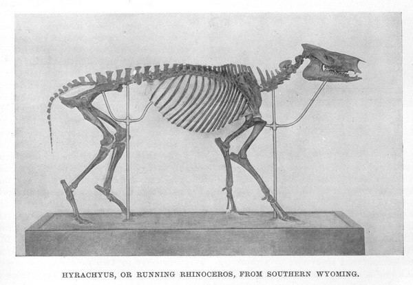 Hyrachyus Dinosaur Skeletal Reconstruction Prehistoric Animal Bones