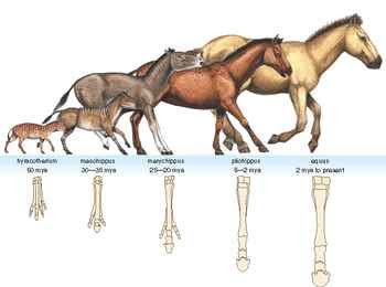 Poster of Equine Evolution
