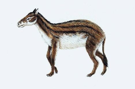 Poster of a Hyracotherium or dawn horse with brown, black, and white colors.