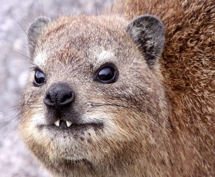 Hyrax 1000 images about Animals Hyrax on Pinterest Animal