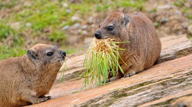 Hyrax The Hyrax The Elephant39s Cousin The Ark In Space