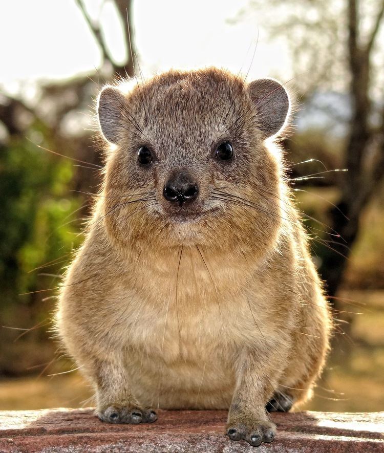 Hyrax The Creature Feature 10 Fun Facts About the Rock Hyrax Or Are You