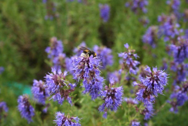 Hyssopus officinalis Hyssopus officinalis Hyssop Blue untreated Heirloom