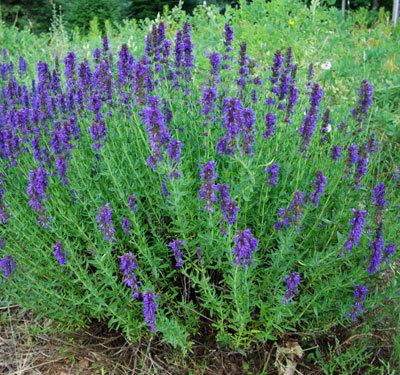 Hyssopus (plant) Hyssop Official Hyssopus officinalis packet of 100 seeds