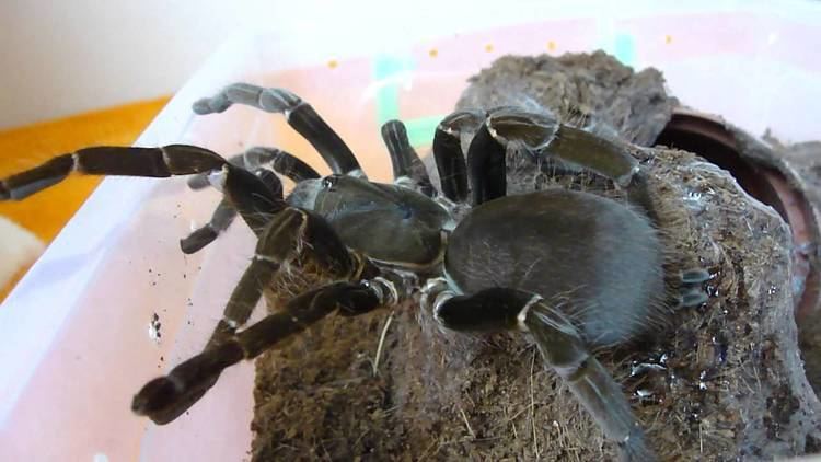 Hysterocrates gigas Huge spiders Hysterocrates gigas YouTube