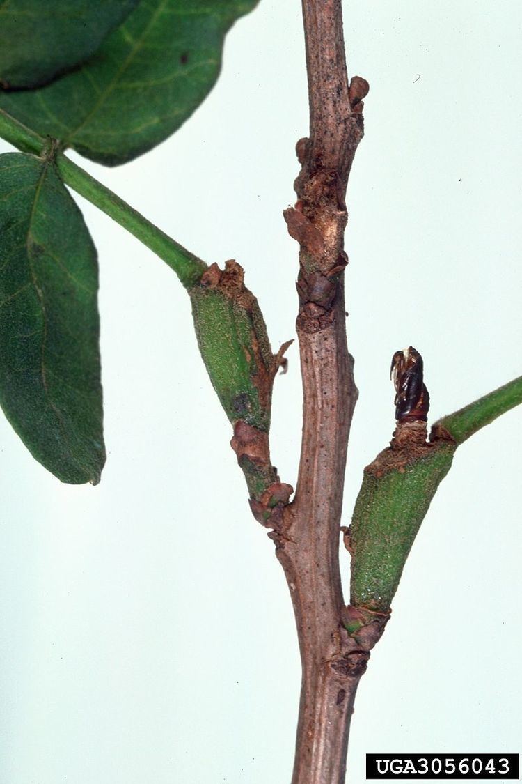 Hystrichophora taleana
