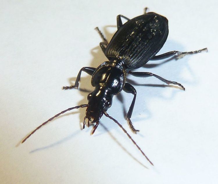 Hystrichopus