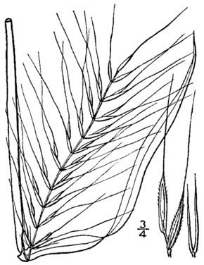 Hystrix (plant) httpsuploadwikimediaorgwikipediacommonsthu