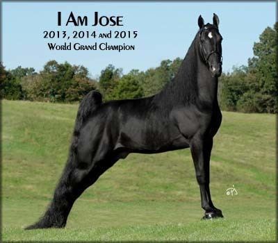 I Am Jose Tennessee Walking horse I Am Jose 20806071 home page by Walkers West