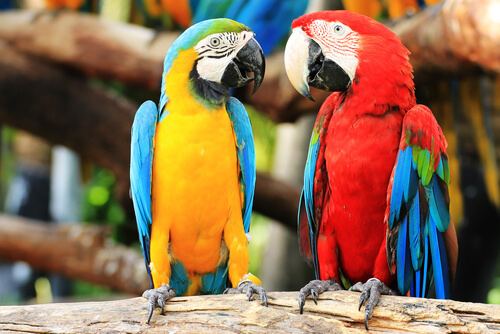 I pappagalli Perch i pappagalli parlano I miei animali