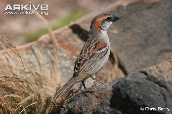 Iago sparrow Iago sparrow videos photos and facts Passer iagoensis ARKive