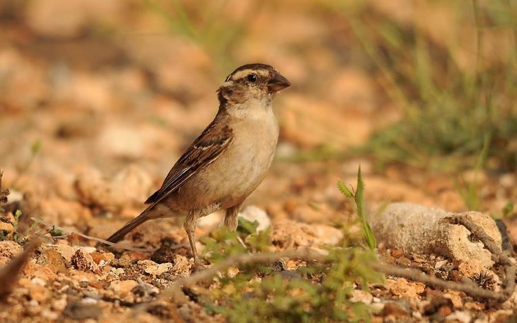 Iago sparrow Cape Verde Sparrow Passer iagoensis videos photos and sound