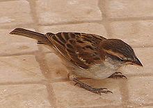 Iago sparrow Iago sparrow Wikipedia