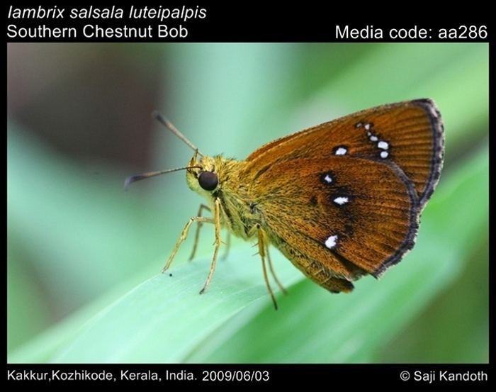 Iambrix salsala Iambrix salsala Chestnut Bob Butterflies of India