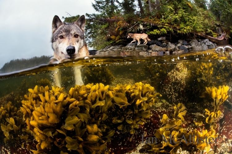 Ian McAllister (political scientist) Great Bear Rainforest photographer urges a halt on tar sands oil