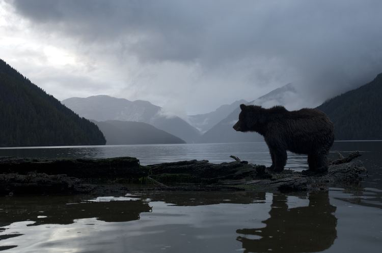 Ian McAllister (political scientist) Saving the Great Bear Rainforest QA with Ian McAllister