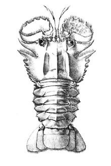 Ibacus alticrenatus httpsuploadwikimediaorgwikipediacommonsthu