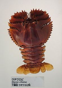 Ibacus ciliatus httpsuploadwikimediaorgwikipediacommonsthu