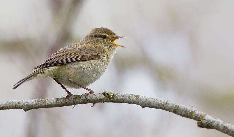 Iberian chiffchaff Surfbirds Online Photo Gallery Search Results