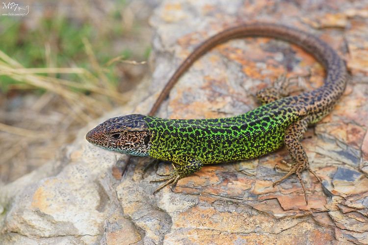 Iberian emerald lizard httpsc1staticflickrcom4385915119289969d6d