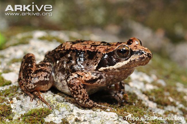 Iberian frog Iberian frog videos photos and facts Rana iberica ARKive