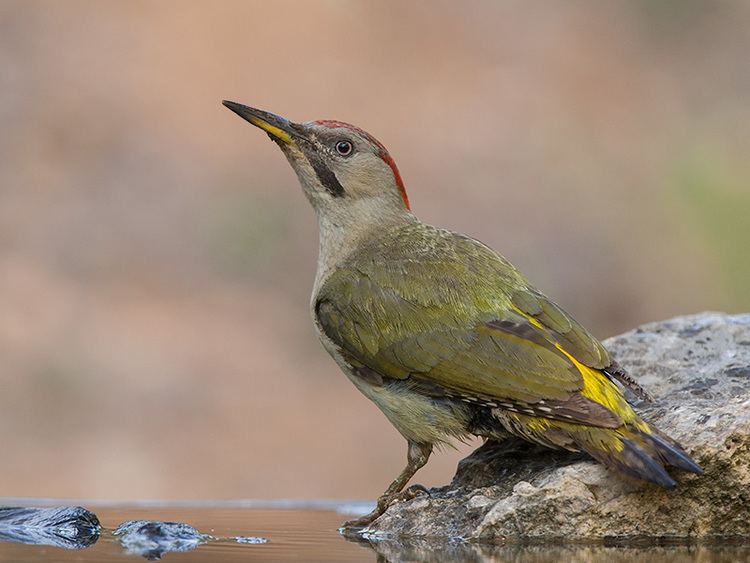 Iberian green woodpecker httpssmediacacheak0pinimgcomoriginalsa5