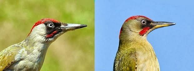 Iberian green woodpecker Birds of Extremadura Spain IBERIAN GREEN WOODPECKER ANOTHER NEW