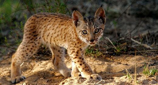 Iberian lynx Iberian lynx Fauna amp Flora International