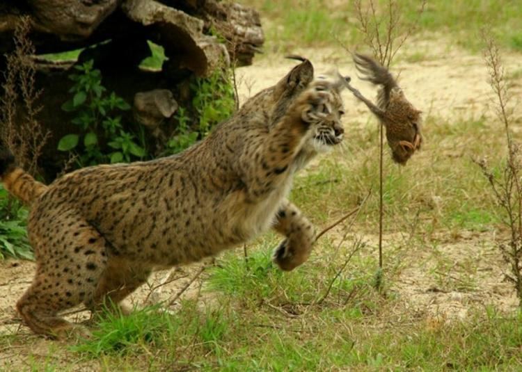 Iberian lynx Iberian lynx Wikipedia