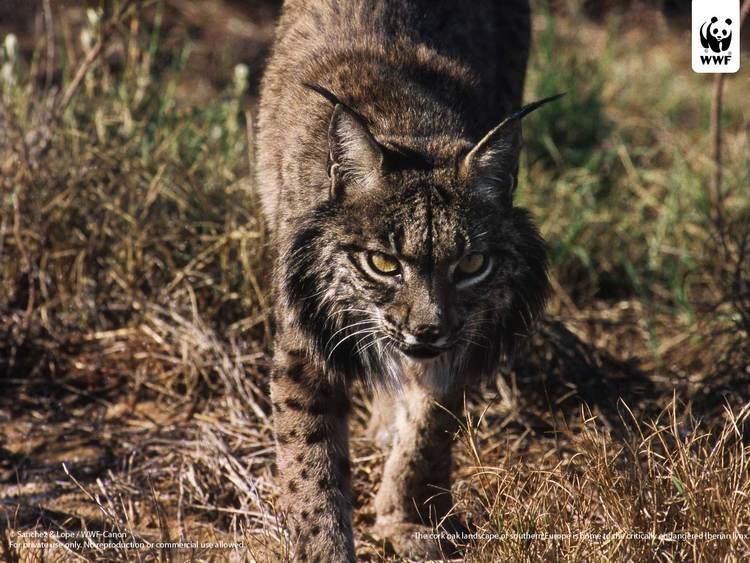 Iberian lynx Iberian lynx WWF