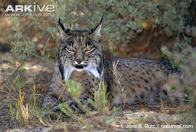 Iberian lynx Iberian lynx videos photos and facts Lynx pardinus ARKive