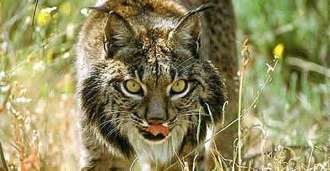 Iberian lynx Iberian lynx WWF