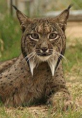 Iberian lynx httpsuploadwikimediaorgwikipediacommonsthu