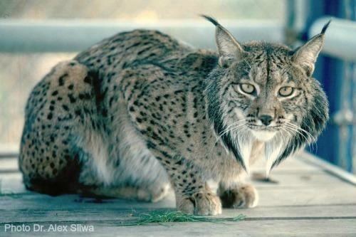 Iberian lynx Iberian Lynx International Society for Endangered Cats ISEC Canada