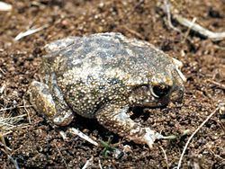 Iberian midwife toad httpsuploadwikimediaorgwikipediacommonsthu