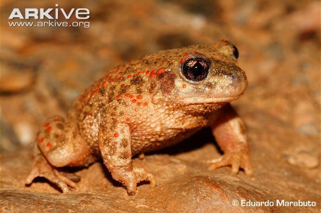 Iberian midwife toad Iberian midwife toad videos photos and facts Alytes cisternasii