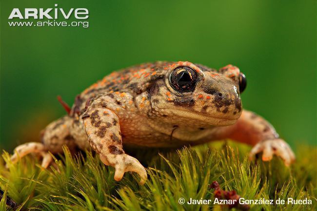 Iberian midwife toad Iberian midwife toad photo Alytes cisternasii G105792 ARKive