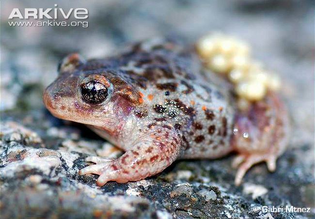 Iberian midwife toad Iberian midwife toad videos photos and facts Alytes cisternasii